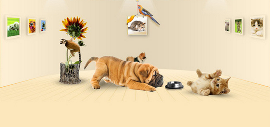 貓犬舍網(wǎng)站建設(shè)_寵物美容網(wǎng)站建設(shè)公司方案